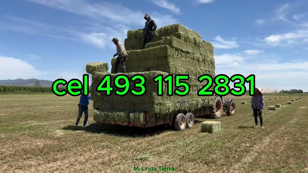 CARGAMOS LAS PACAS Y LAS YEVAMOS ASTA DONDE EL CLIENTE LAS PIDA