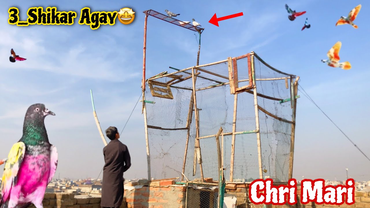 Aj 3_Shikar Agay Ek Sath 😍2_Kabotr Ki Chri Mari Fail Hogai🤣