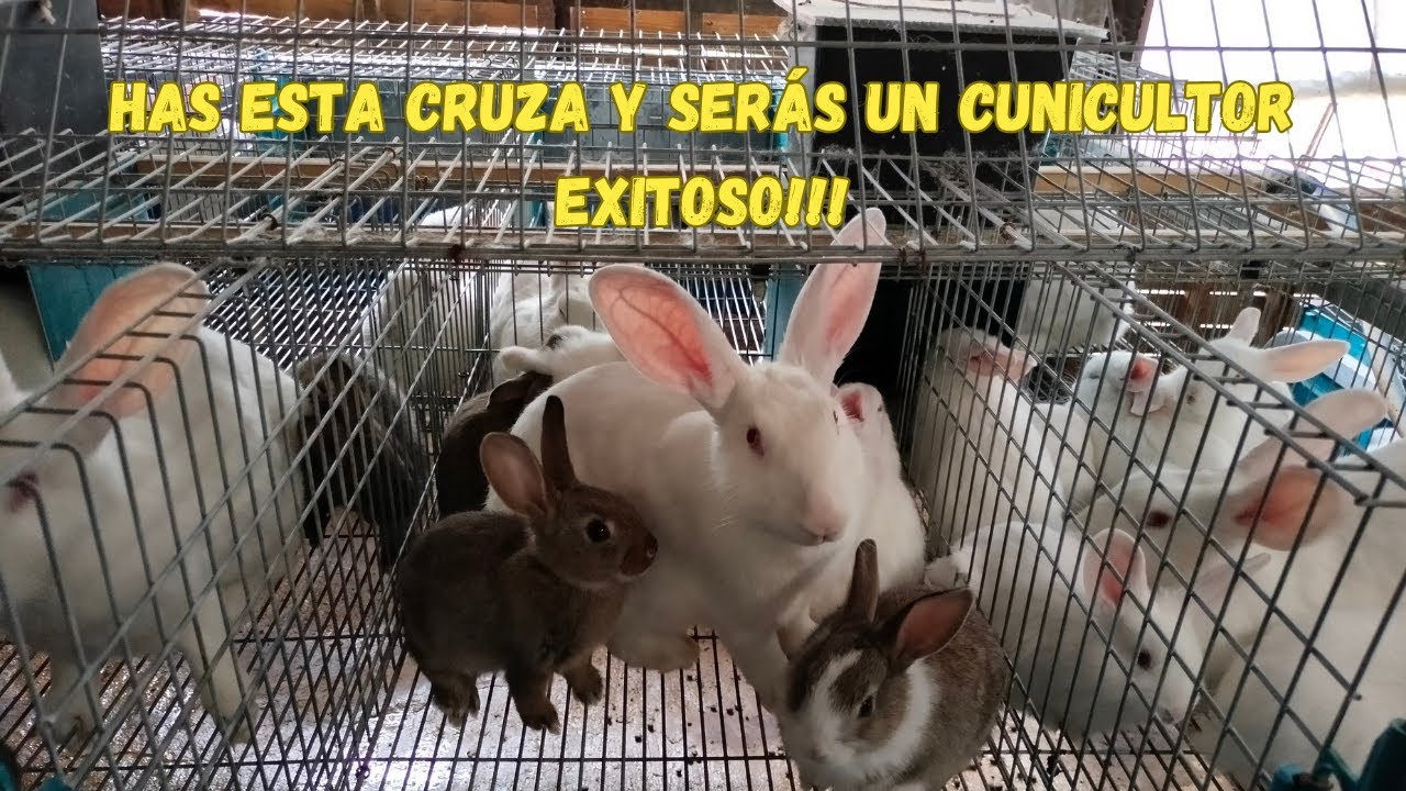 Las Mejores Razas De Conejos Para Producir Carne.