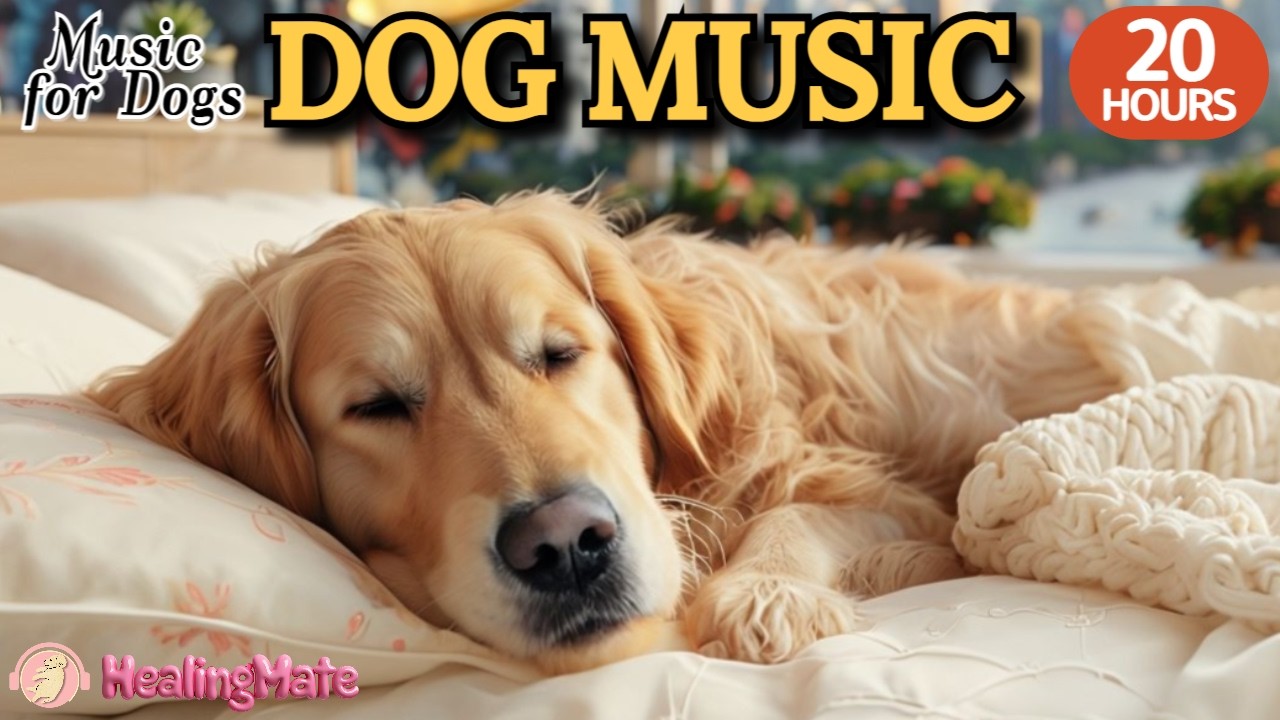 강아지가 좋아하는 음악🐶💖강아지 수면 음악 20시간🐶🎵분리불안 스트레스를 완화하는 음악🎵마음을 차분하게 하는 스트레스 해소 음악🎵외출할때 출근할때 꼭 틀어주세요 by 힐링메이트