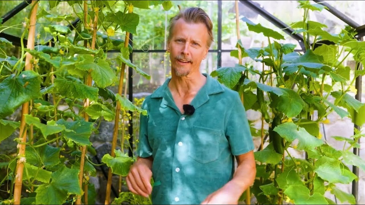 Kökets trädgård del 13 - Odla gurka - Köket
