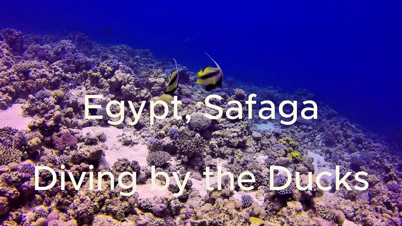 Egypt Safaga, Ducks Diving, Gopro 8 black