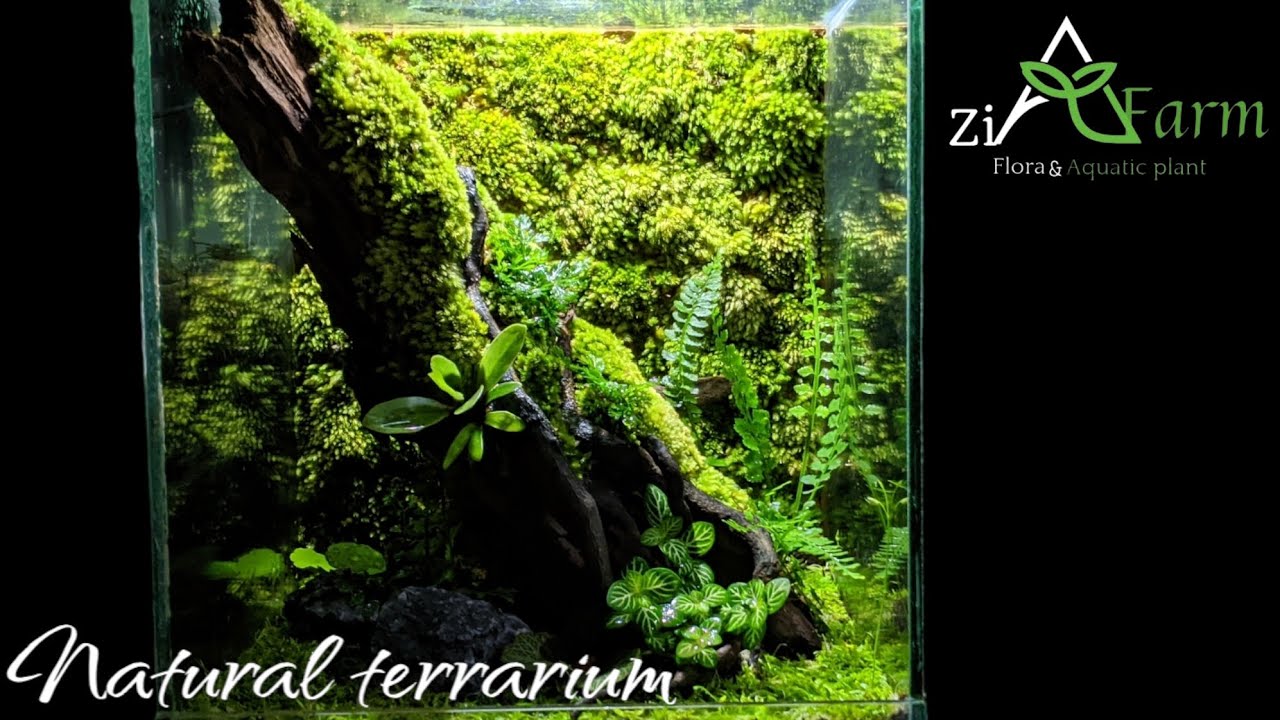 step by step membuat mini Terrarium tema natural untuk pemula 🤩‼️