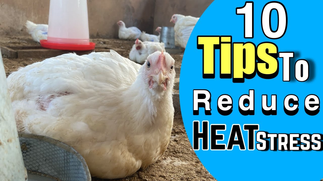 10 Tips to Reduce Heat Stress in Poultry  #poultryTips