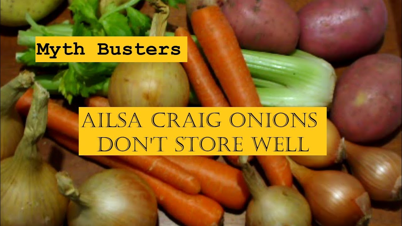 Ailsa Craig Onions don't store well!  Who said that. That was not my experience.