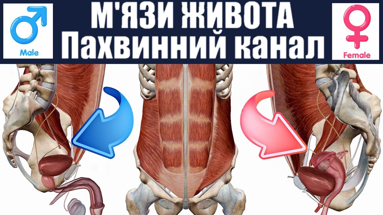 М'язи живота | Пахвинний канал