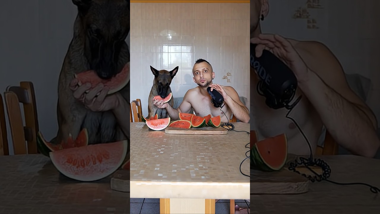 Ellie Morde Fortissimo #elliedog #malinoismonday #malin #dogtips