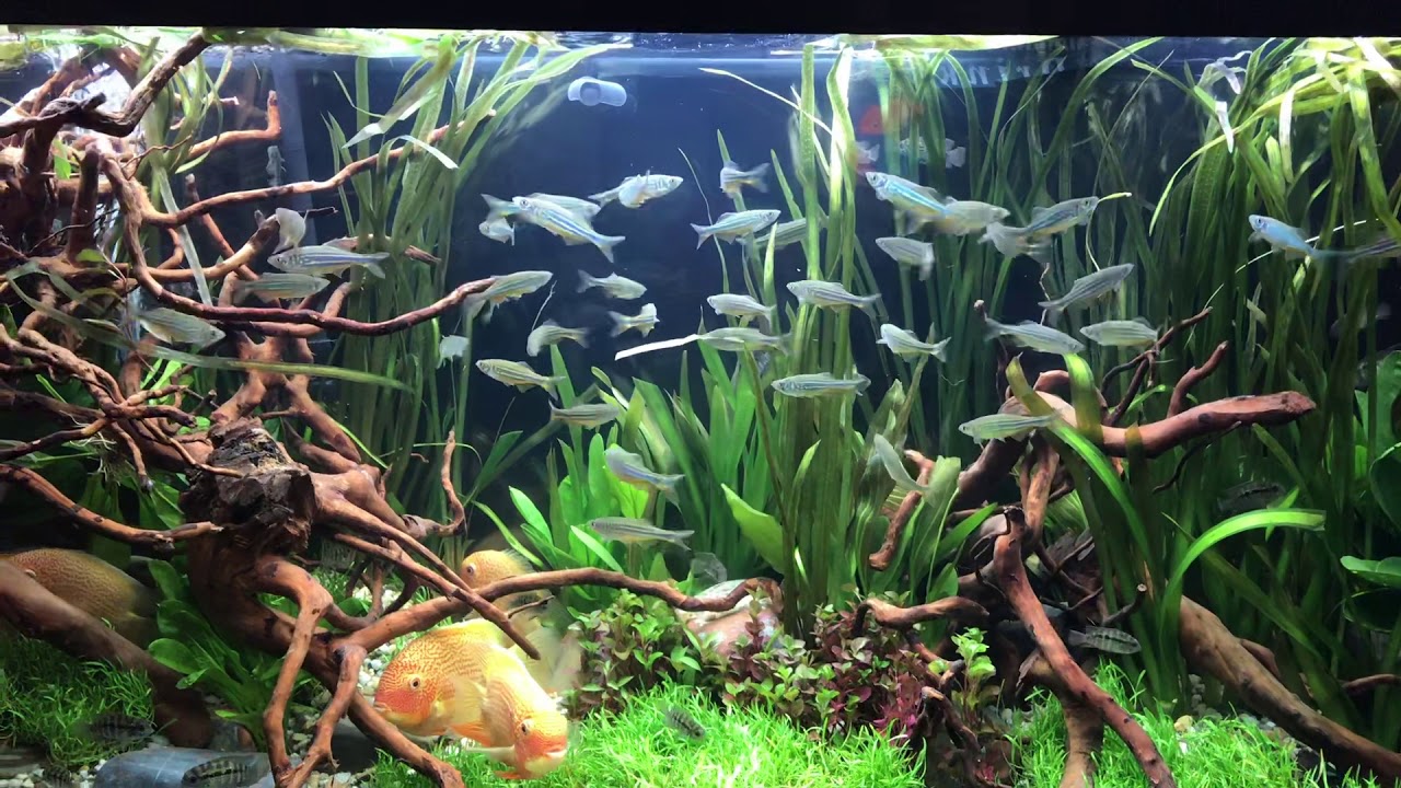 Segrest Farms tank at AE 2018