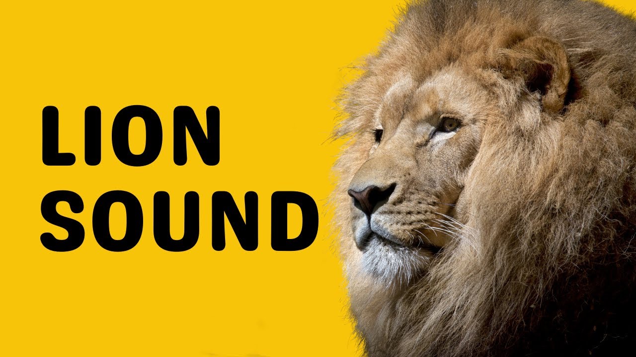 Lion Sound | Roar