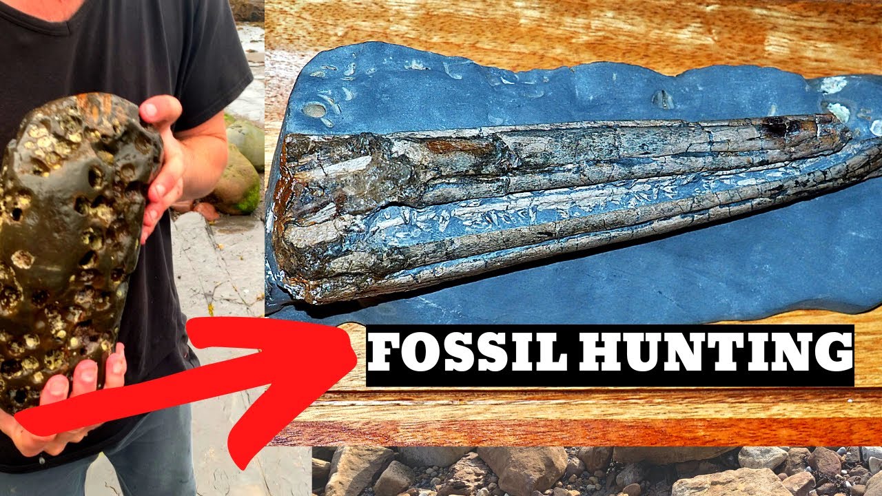 Fossilised Sea Monster Found Inside Old Beach Rock 😲