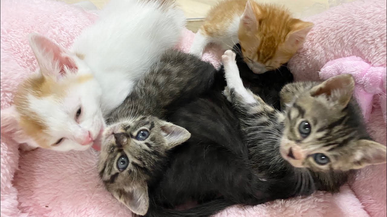 仲良くグルーミング💗＆みんなが寝てる隙にはしゃぎまくる子猫【農家兄妹＆ゲンハピノン成長日記】Kittens grooming together in harmony