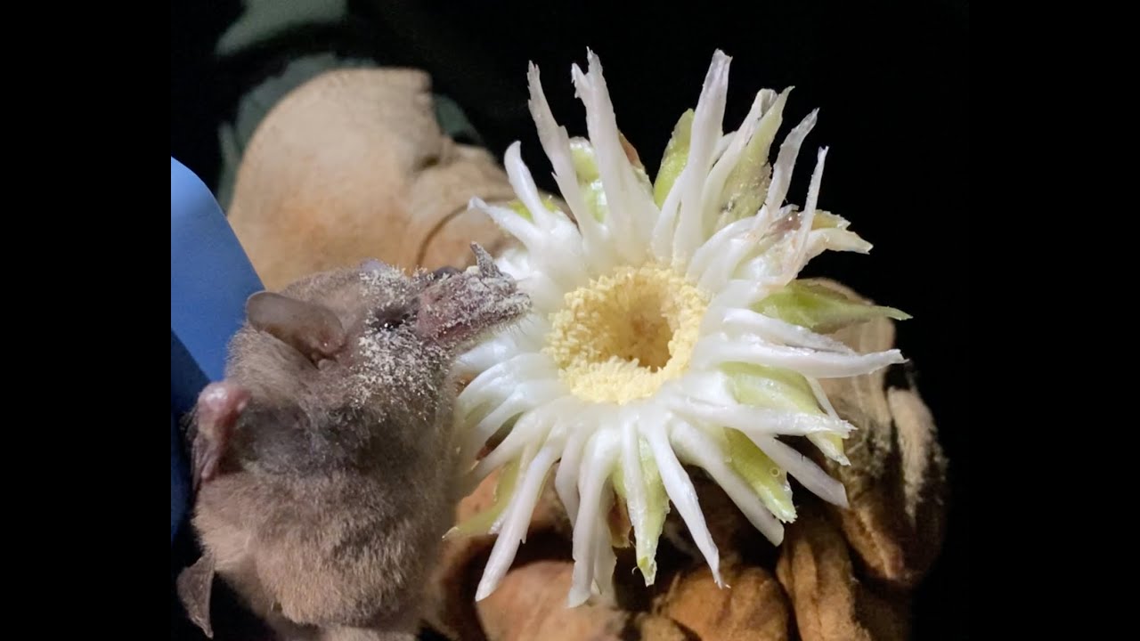 Murciélagos nectarívoros en el Zoológico de Chapultepec, Ciudad de México Parte II