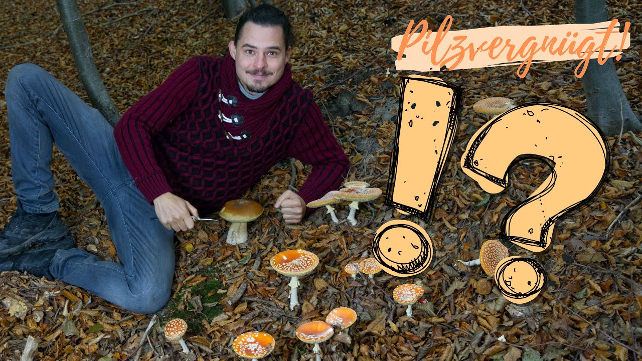 Die 15 größten PILZ-MYTHEN im Faktencheck 😲 Wachsen Steinpilze immer bei Fliegenpilzen? UVM!!! 💡