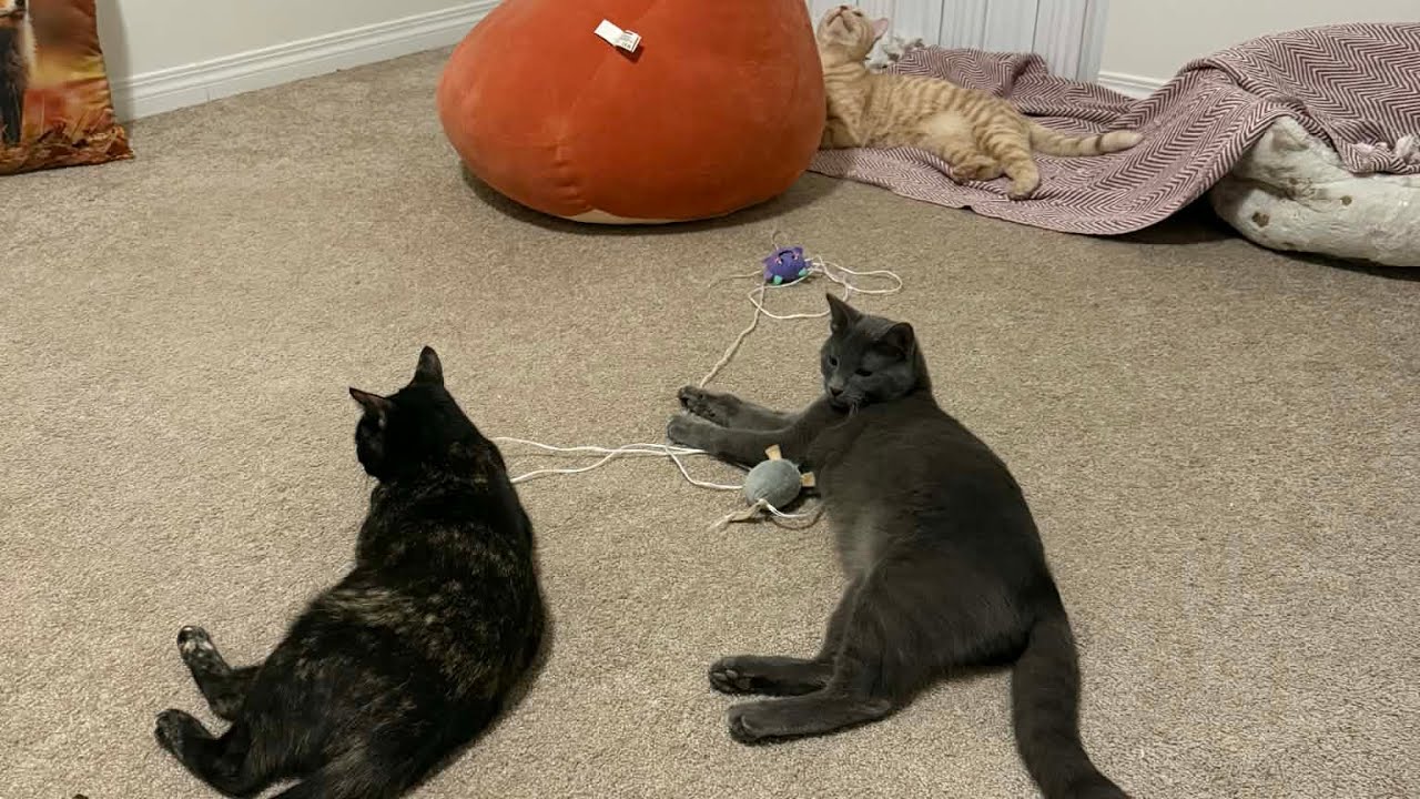 PLAYTIME WITH MAGGI , PEPPER and MAMENG 