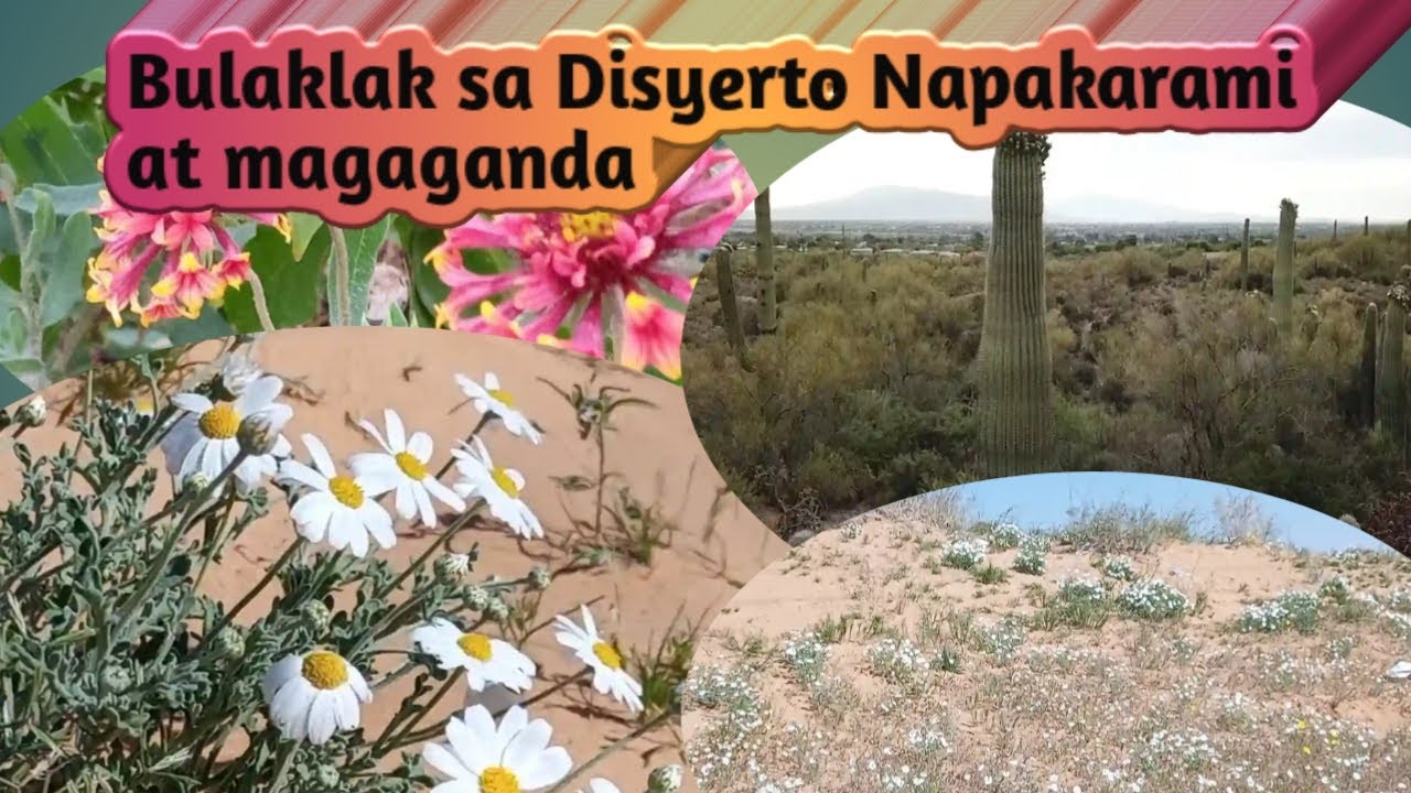 Amazing Flowers in the Desert||Bulaklak sa Disyerto//BURAYDAH//ALQASSIM SAUDI ARABIA