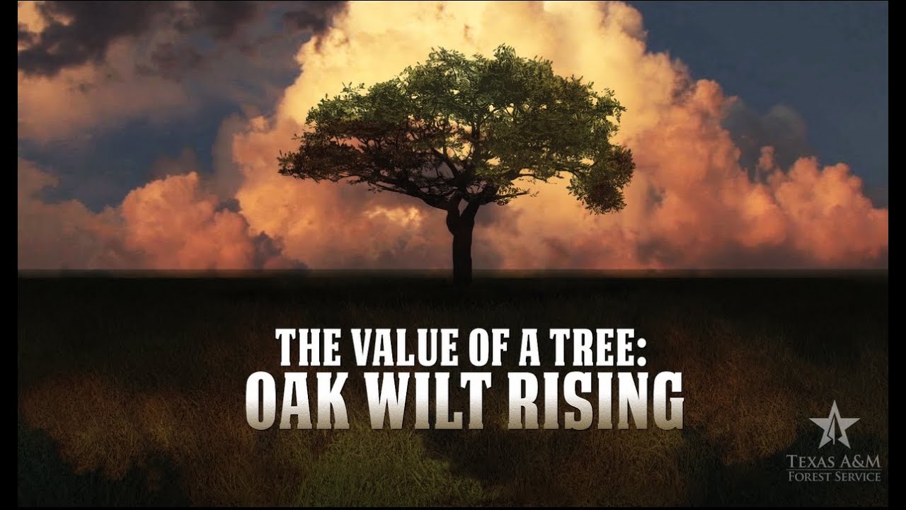 Oak Wilt Rising - Combating a Destructive Tree Disease with Texas A&M Forest Service
