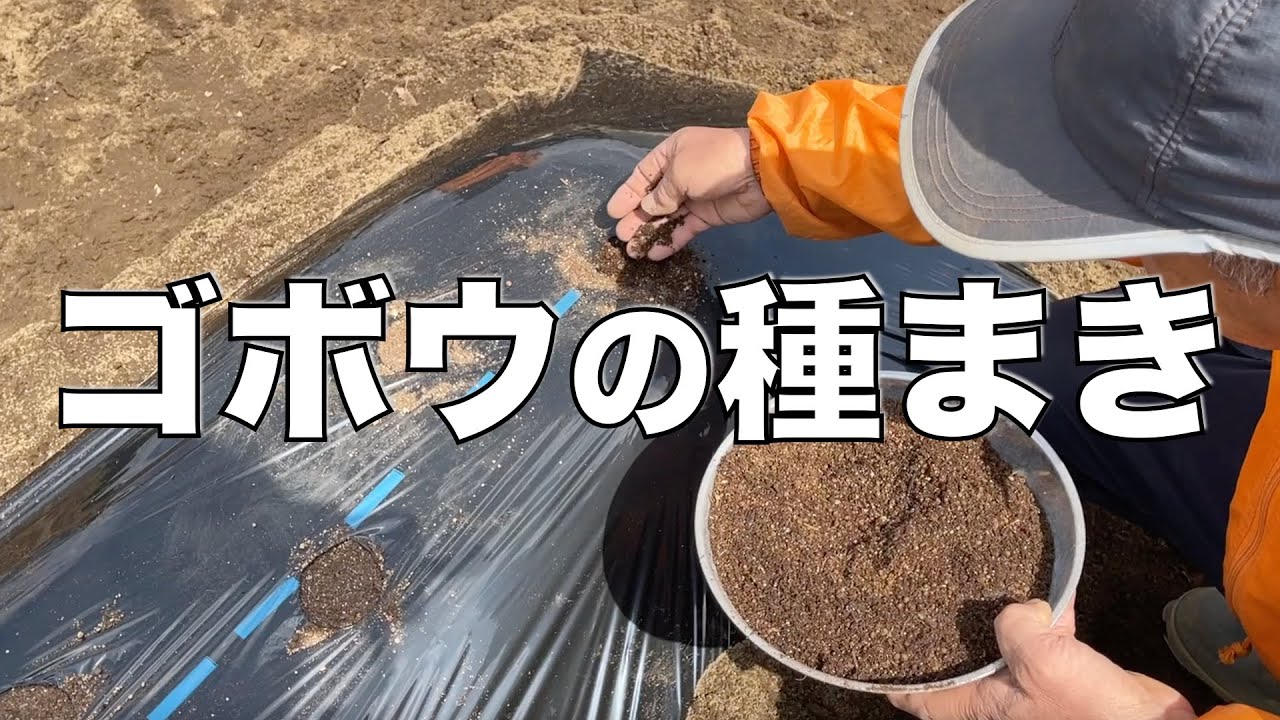 ごぼうの種まきのコツ【自家農園】
