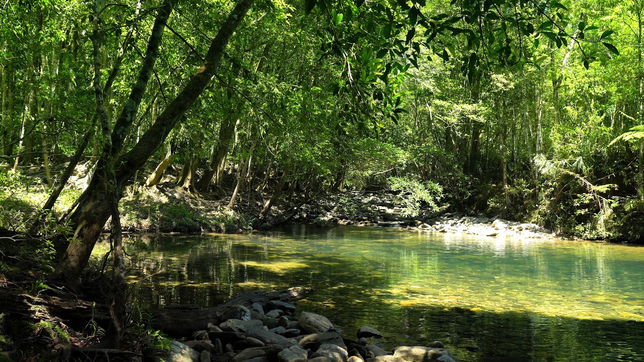 Forest river sounds, beautiful birdsong, relaxing nature sounds, Deep Rest, ASMR