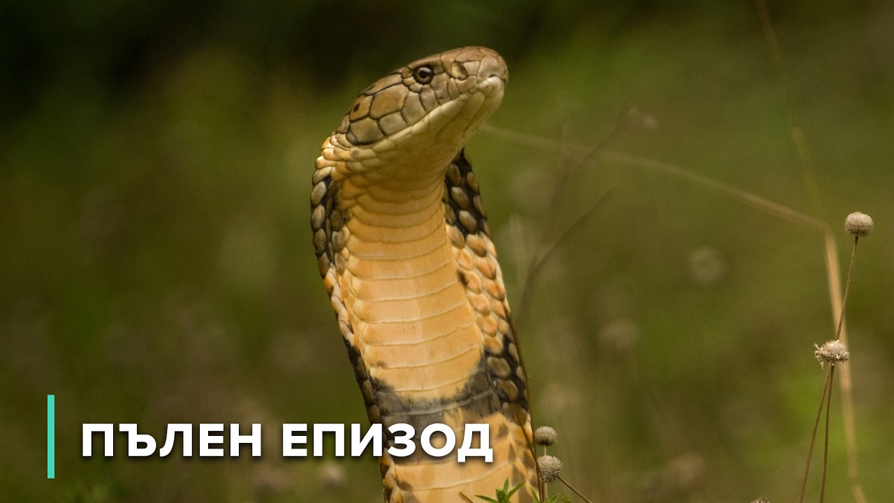 Състезание с дъжда: Кралска кобра на мисия | В дивата Индия 109