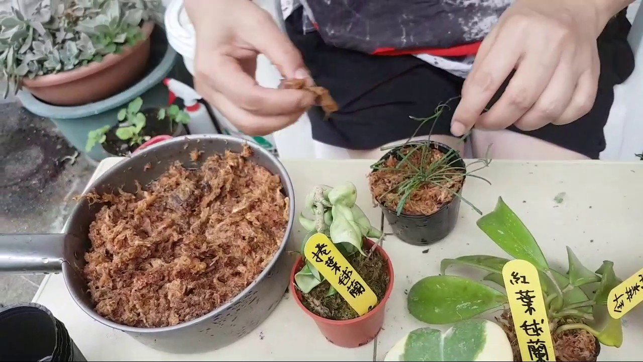 (阿美美) 毬蘭種類大集合 hoya 針葉毬蘭 捲葉毬蘭 紅葉毬蘭  心型毬蘭 珍珠毬蘭 流星毬蘭