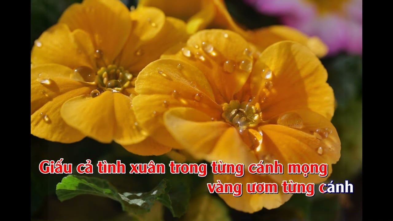 KARAOKE LẶNG LẼ ĐỜI HOA - SINGMYSONG ĐÀO MINH TÂM SUNO