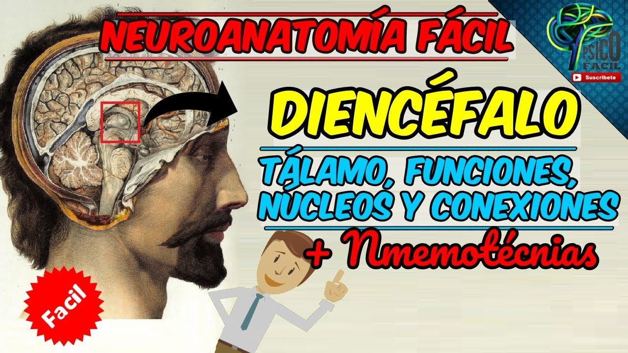 APRENDE EL TALAMO (DIENCEFALO) FACIL Y BIEN EXPLICADO: FUNCIONES Y CONEXIONES.