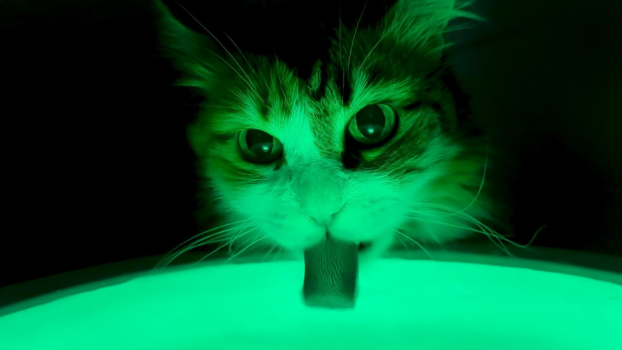 Cat drinking radium loudly