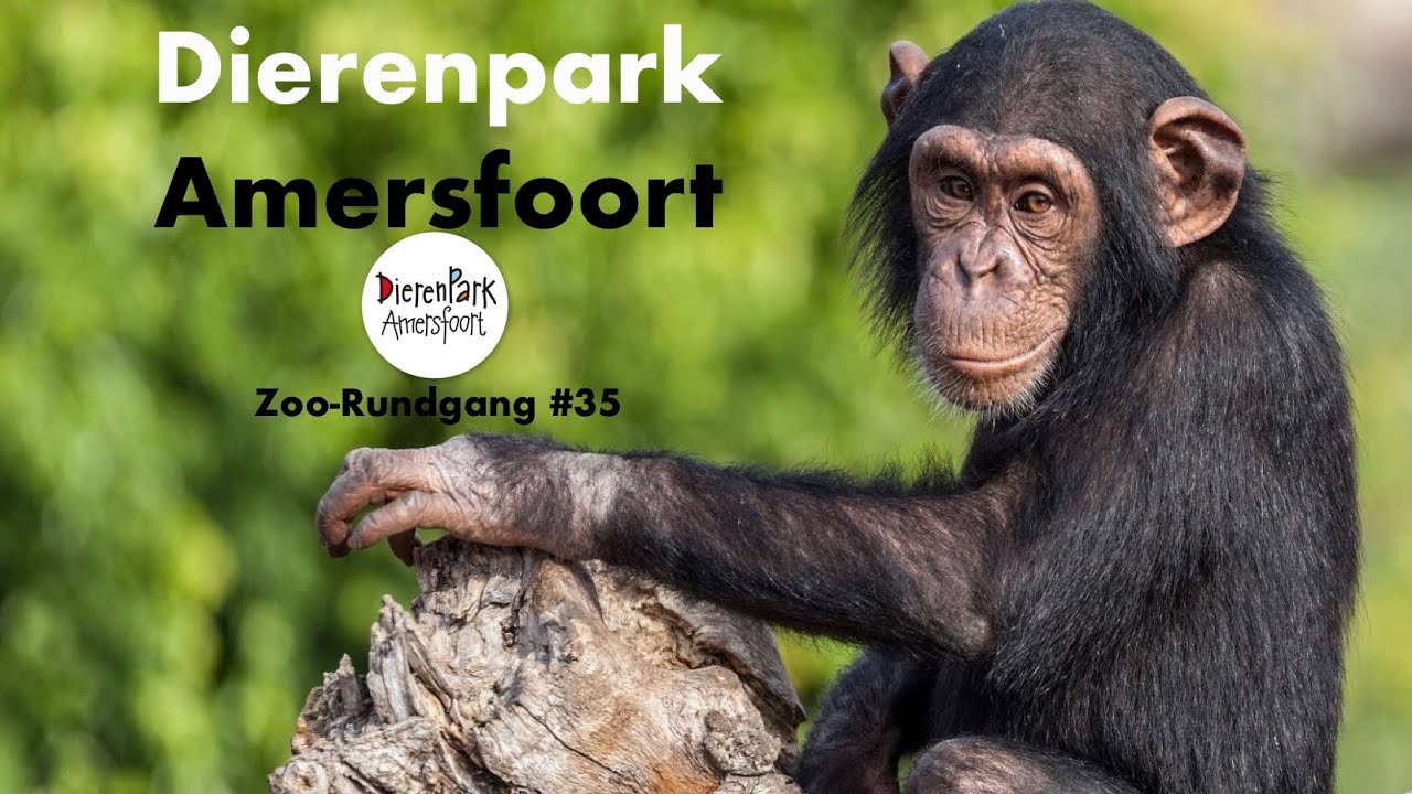 Dierenpark Amersfoort 2025 | Zoo-Rundgang #35