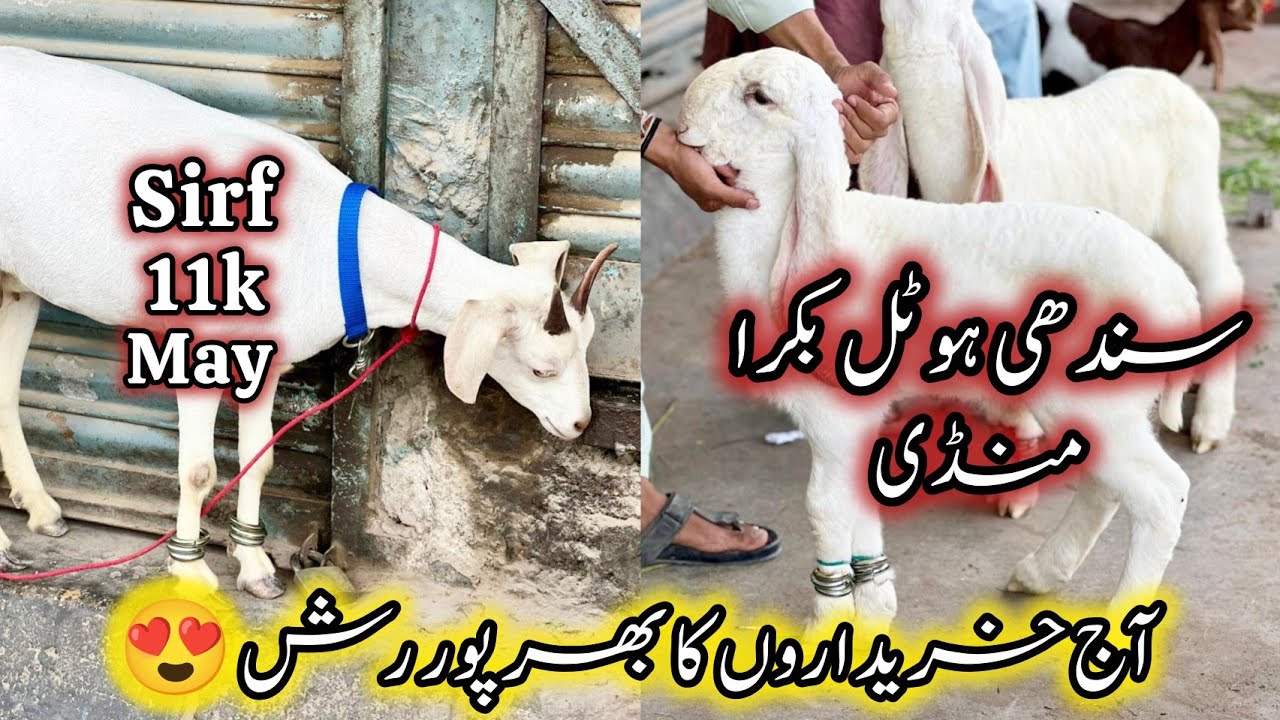 Sindhi Hotel Bakra Mandi Karachi Latest Rates Update | 14 November 2025 | Bakra Mandi Karachi. 