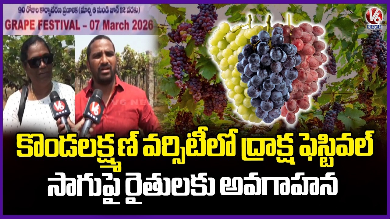 Grandly Celebration Grapes Festival At Sri Konda Laxman Horticultural University | V6 News