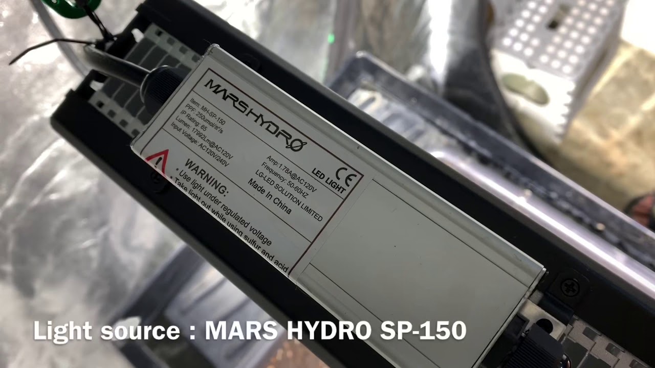MARS HYDRO SP-150 | GROW DIARY PT.1