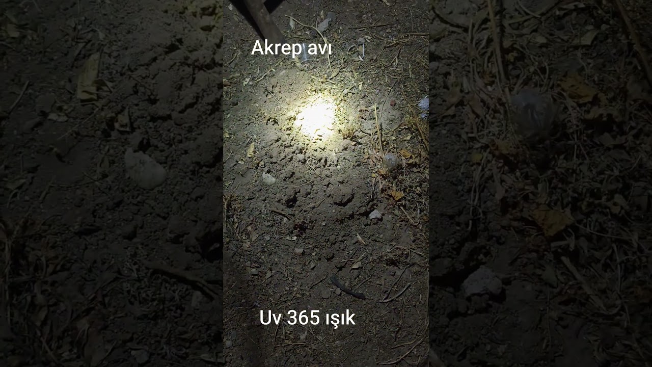 uv 365 ışık ile akrep avı