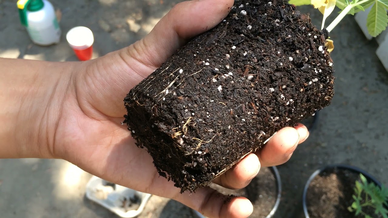 Transplanting Weed Plants! (Growers Guide)