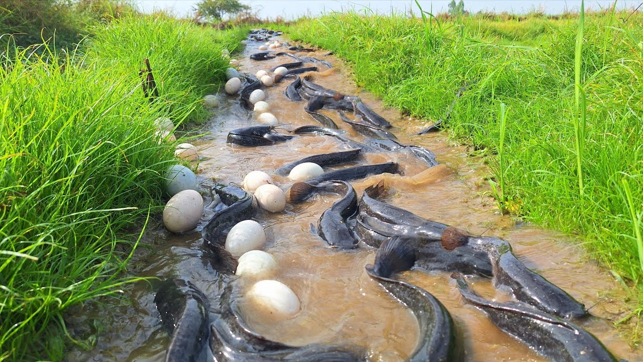 Pav Fishing! Catch fish in the meadow and collect lots of eggs.
