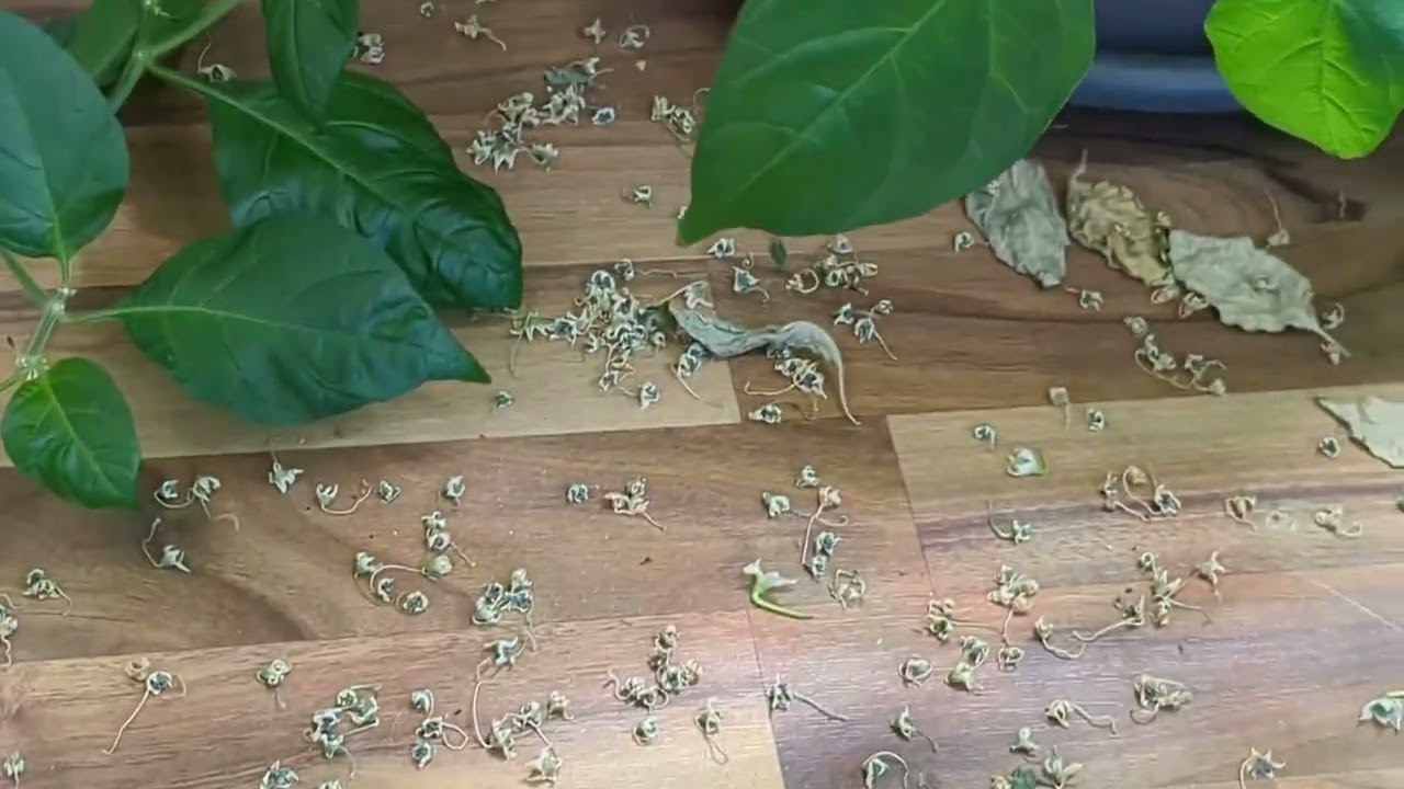 Mein Chili-Grow-Room ist Geschichte