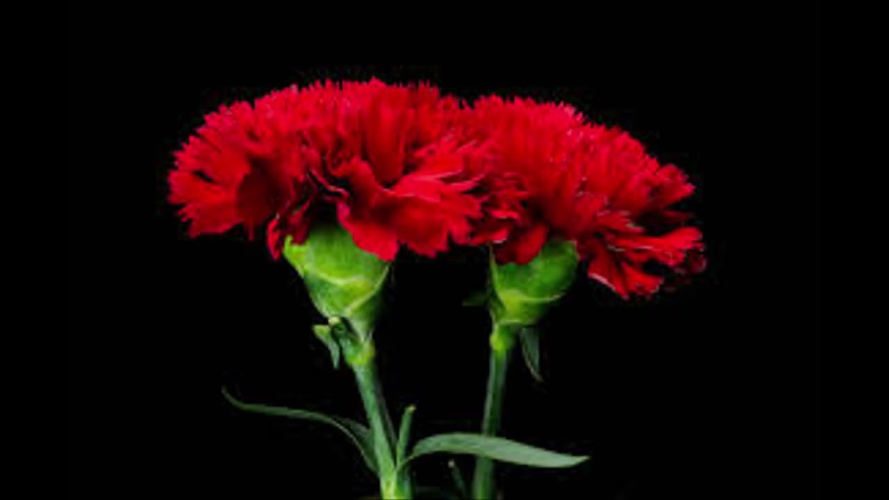FLORES PARA TU ALTAR