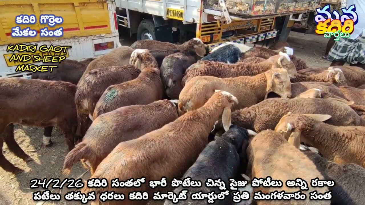 24/2/26 కదిరి సంతలో భారీ పోటేలు మీడియం సైజ్ పొట్టేలు వాటి ధరలు ప్రతి మంగళవారం సంత సత్యసాయి జిల్లా 