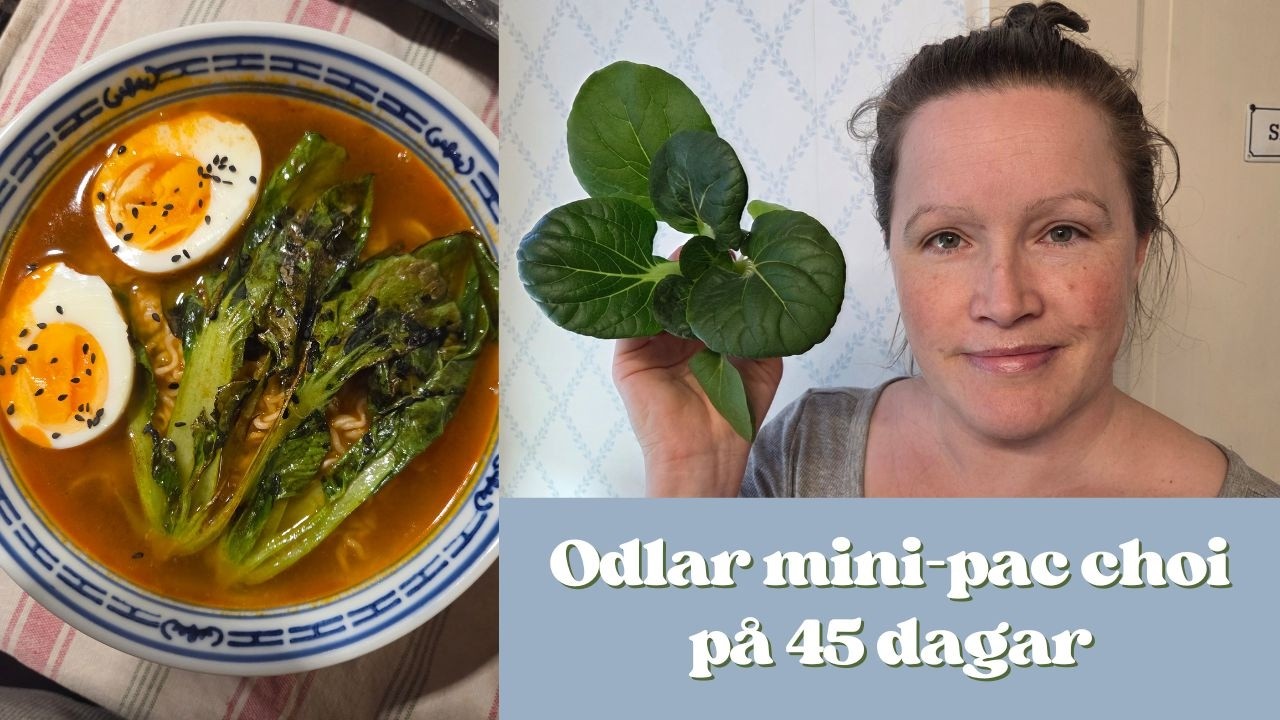 Sådagbok för mini-pac choi på fönsterbrädan 🥬