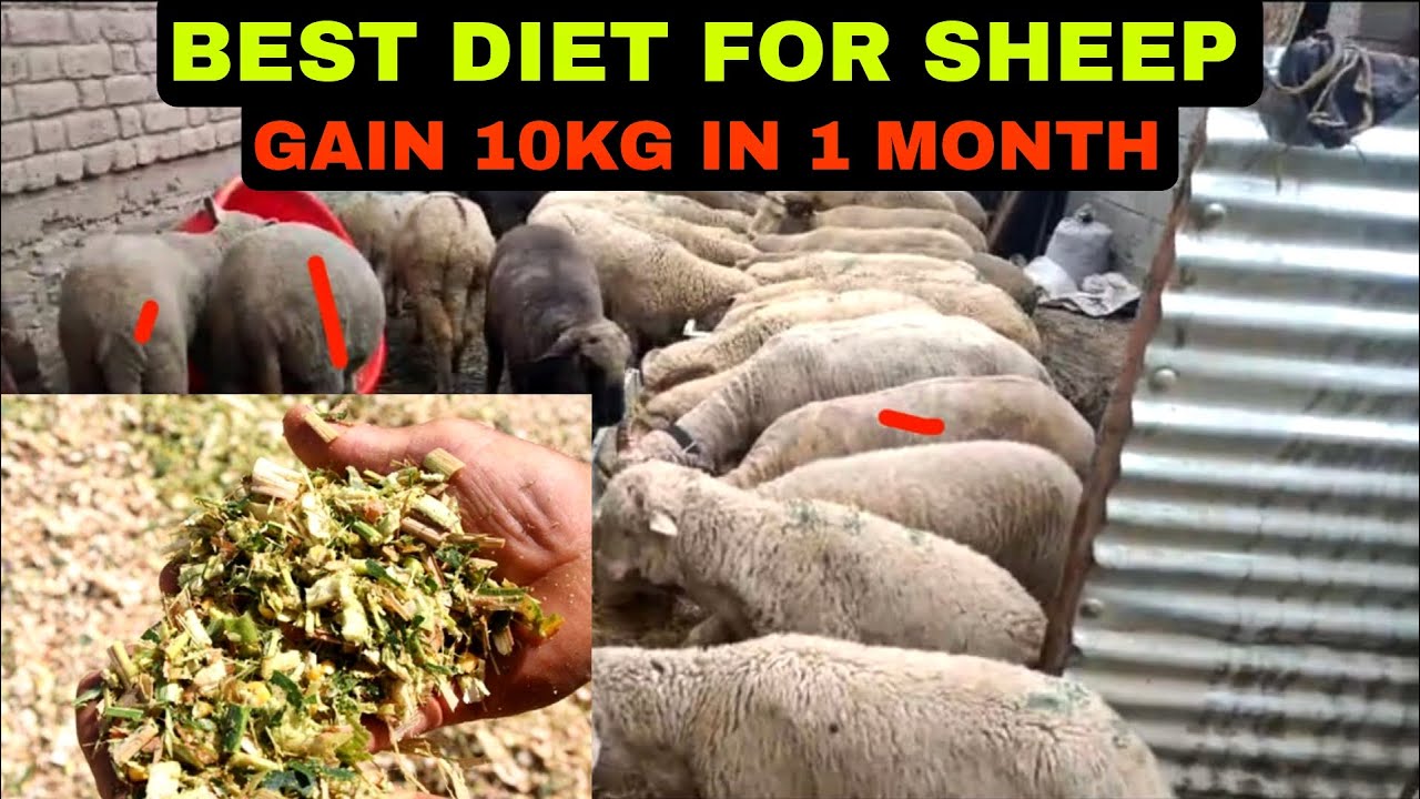 Winter diet plan for sheep|| diet plan for sheep during winter || what to feed sheep during winter?