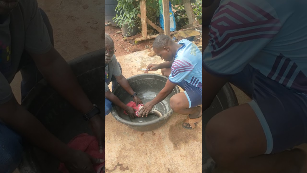 injecting fish with ovulin