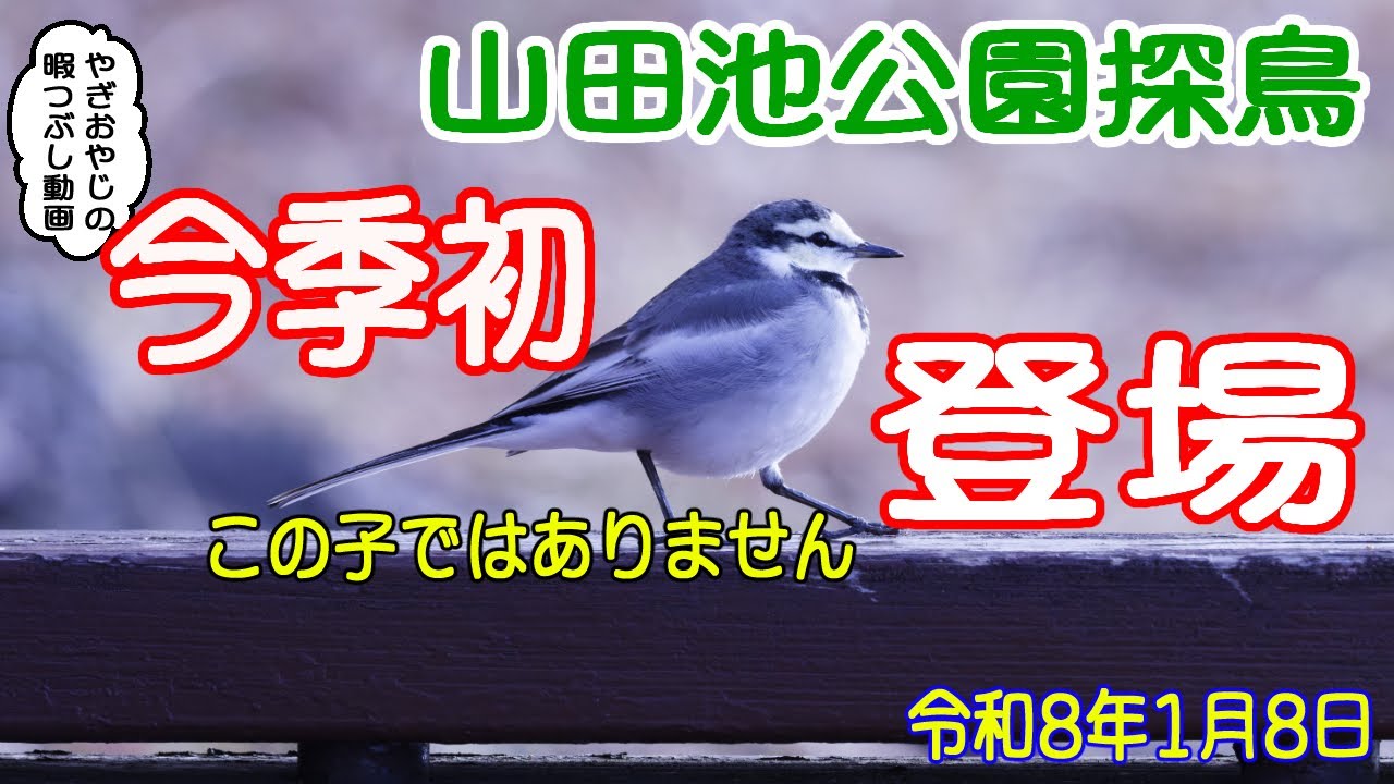 寒かったけど、うれしい小鳥に出会えました【山田池公園探鳥】