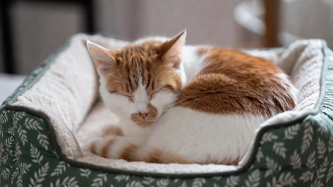 LIVE Cozy Cat Sleeping Soundly 💤 | Season 10