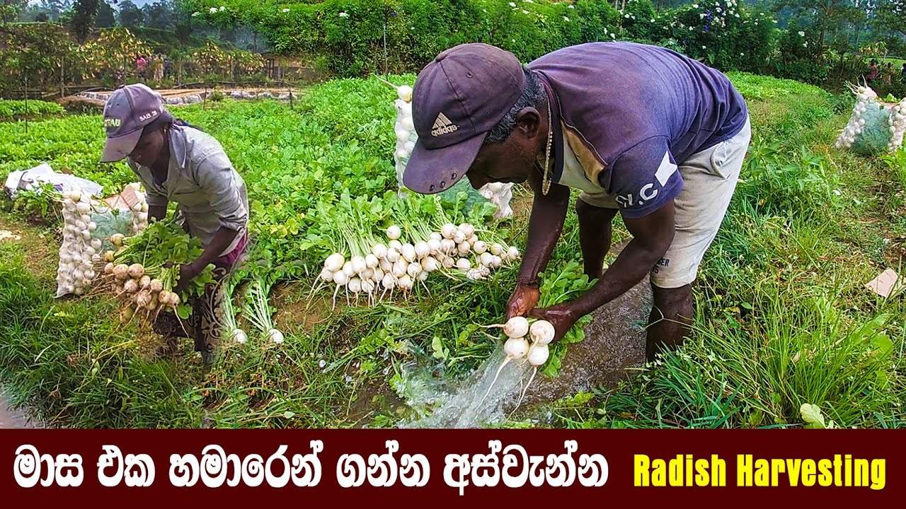 radish harvesting sri lanka |රාබු අස්වැන්න වෙළදපොලට යන්න කලින්|rabu wagawa|රාබු වගාව| lakshithavlogs