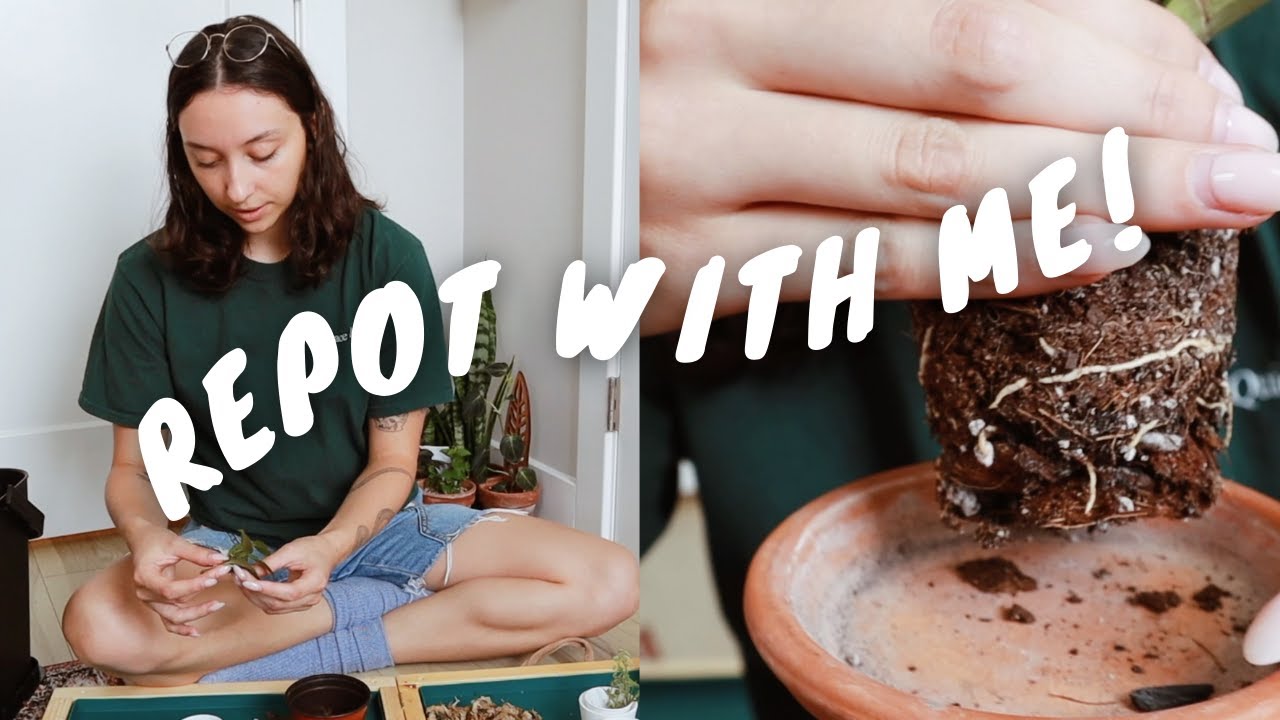 how to repot hoya at different growth stages | repotting houseplants from sphagnum moss to soil