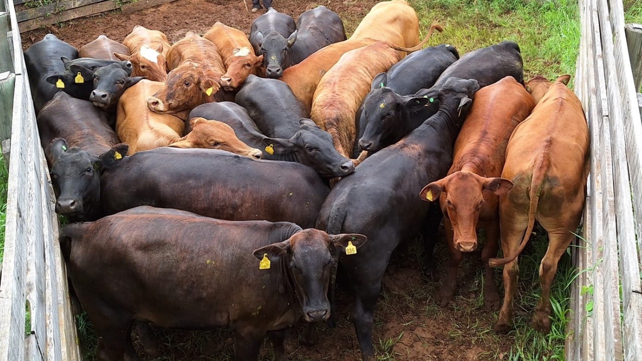 Presidente e vice da Sociedade Rural falam sobre o Leilão de Gado Geral em São Lourenço do Oeste
