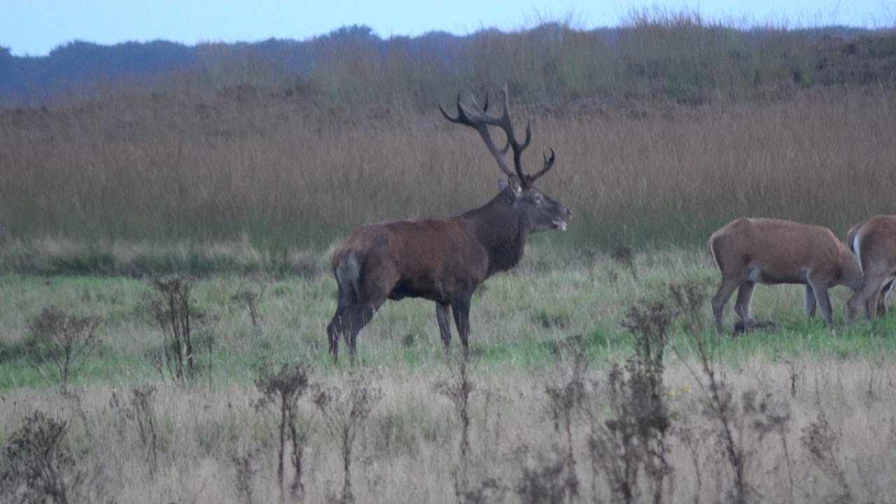 Hoge Veluwe Burlende herten / bronsttijd Eindelijk Begonnen & Wilde Zwijnen  13 Sept 2021