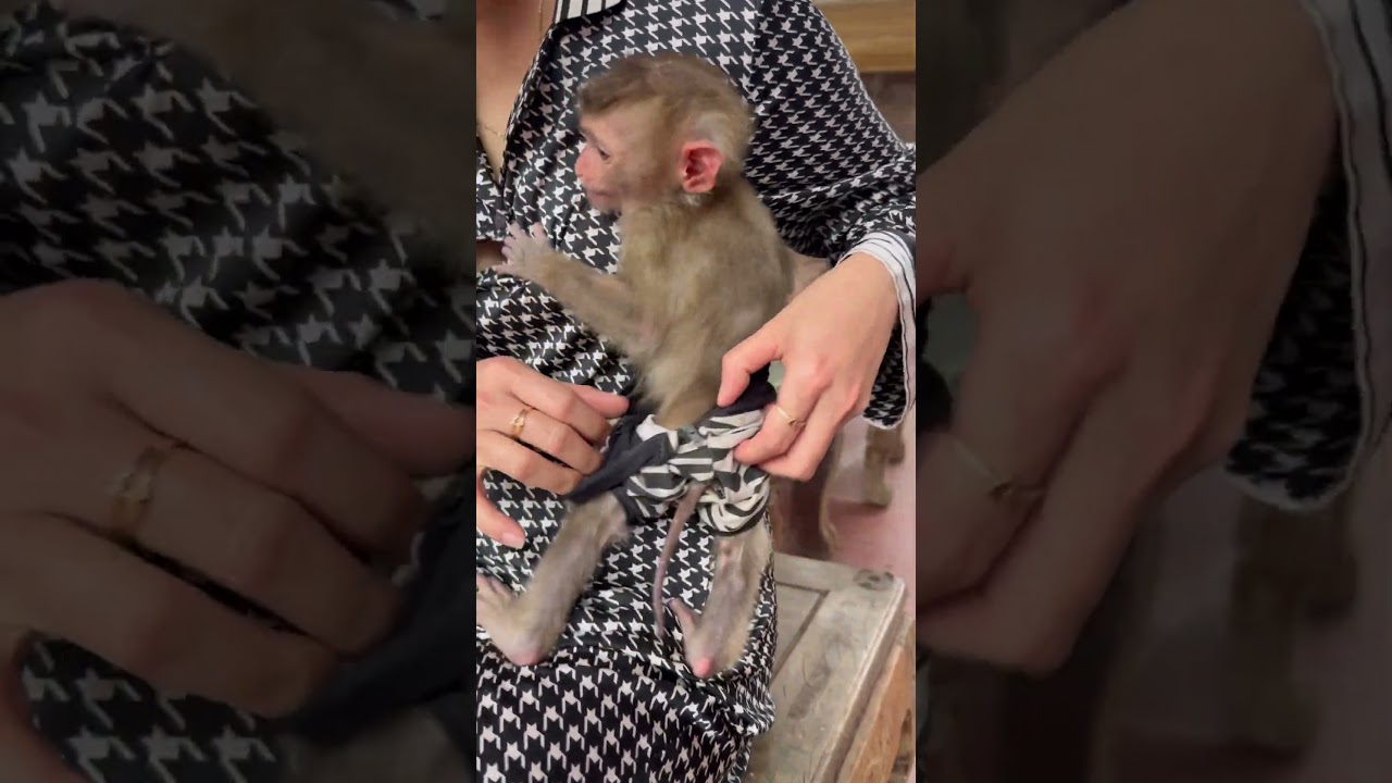 Mom changed the baby monkey's clothes.😘🐒❤️