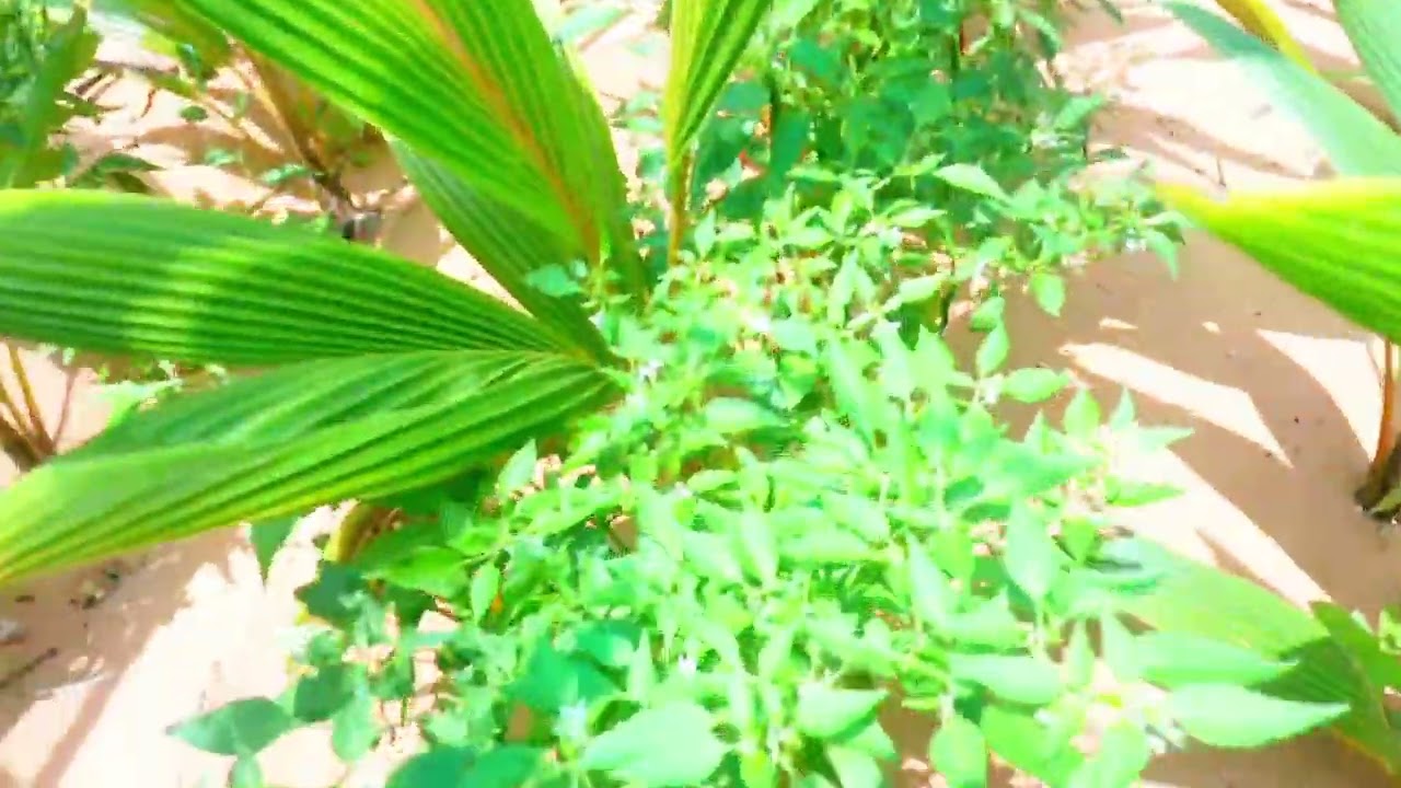 BEERTA BISHA CAGAARANAYAAN MAANTA BOOQANAY