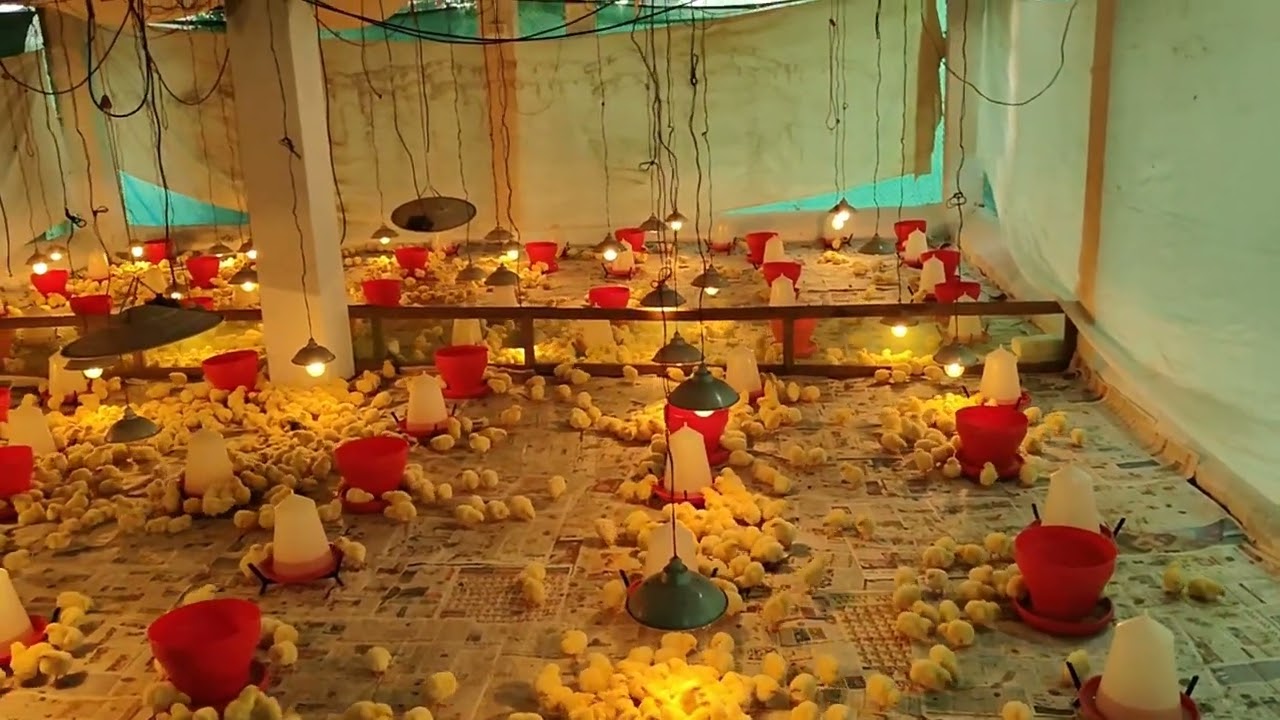 Poultry farm Day one 