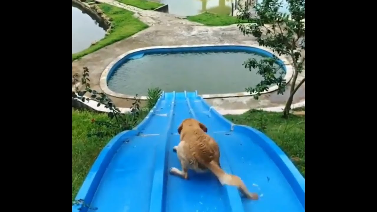 【必ず笑える】犬の面白い動画まとめ【犬動画】